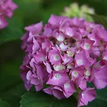 Πανσιόν La Fenice Locazione Turistica